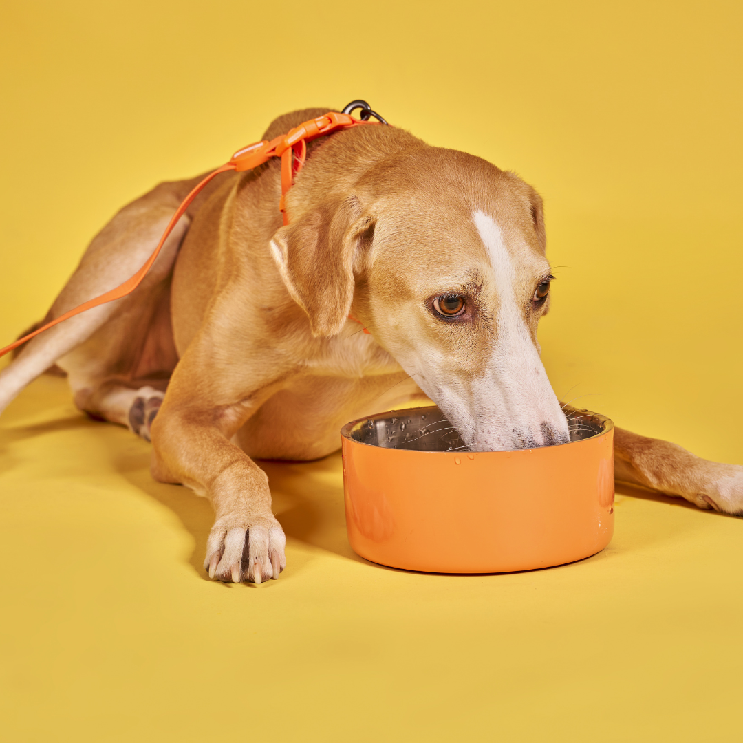 Starter Pack - Large Carnivores + Free Shipping