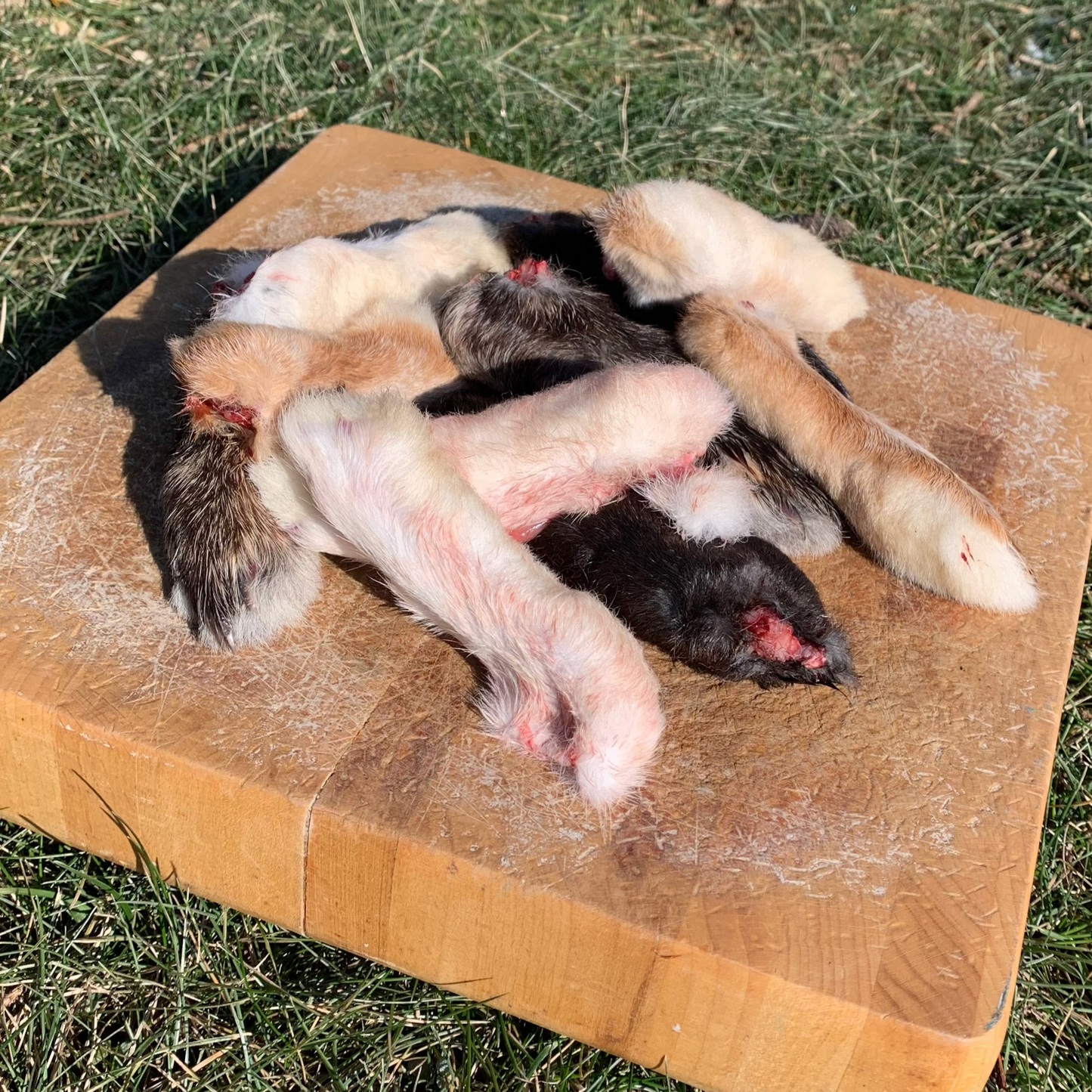 Rabbit Back Feet-10 Pack