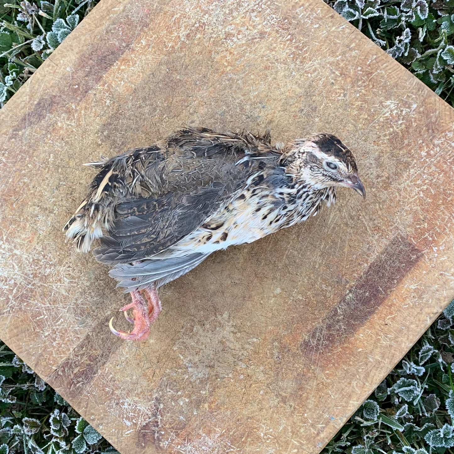 Whole Prey Quail - 2 Small