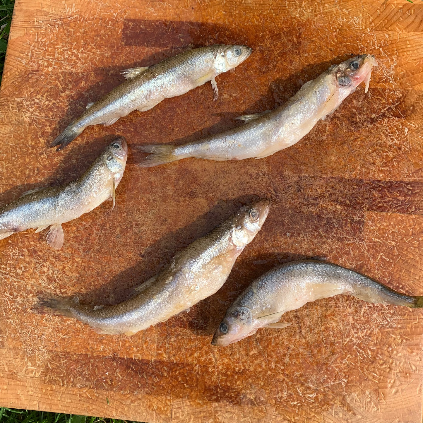 Whole Smelt Fish-3 LB.