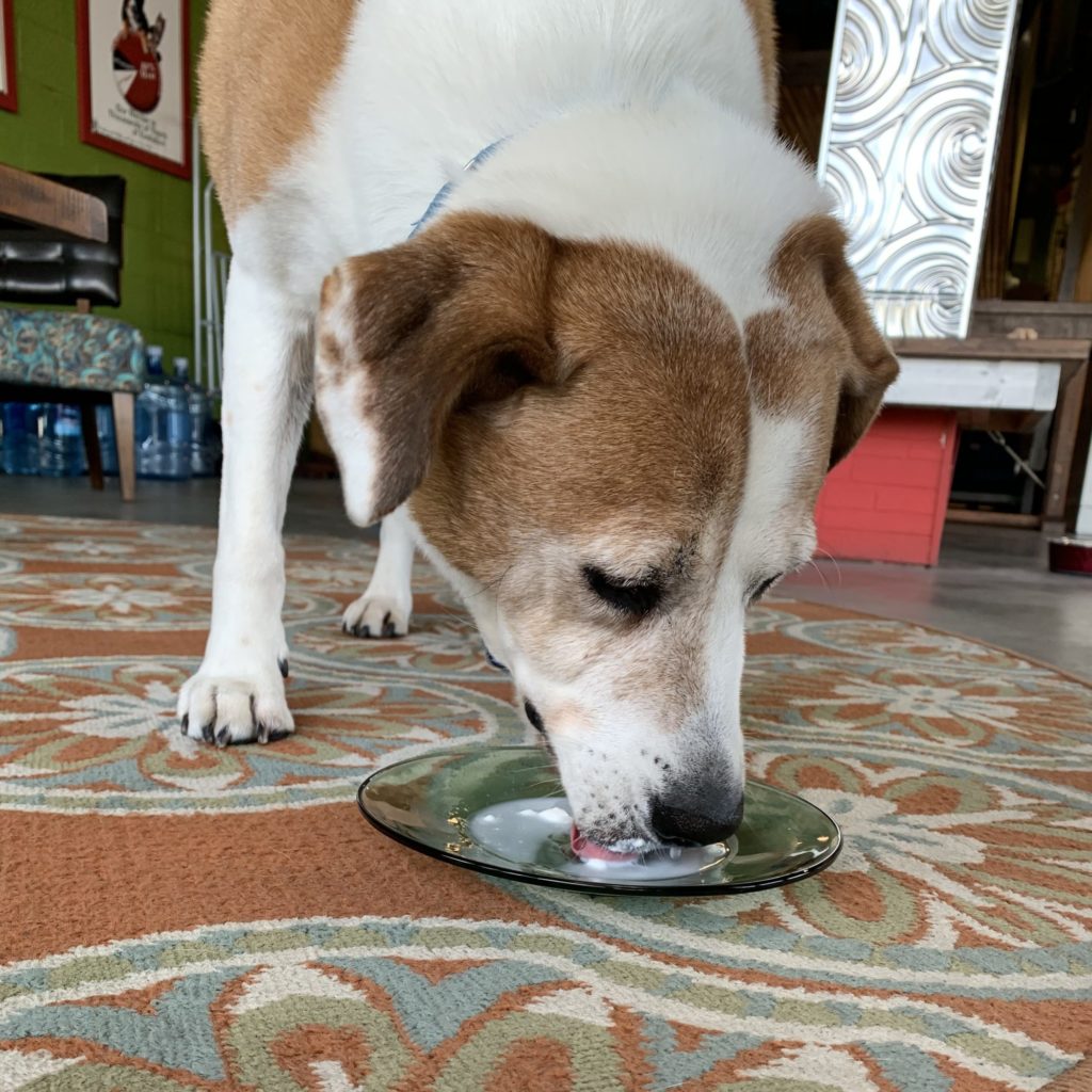 1/2 Gallon-Unpasteurized Goat Milk