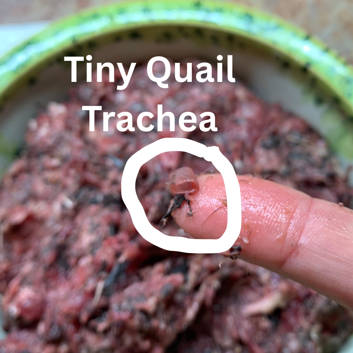 Whole Prey Quail Grind-1 LB.