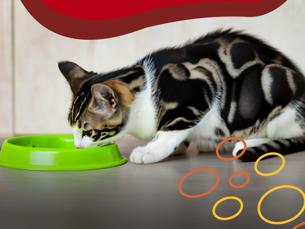 Starter Pack - Cats & Puppies (fine grind x 26lbs) Free Shipping