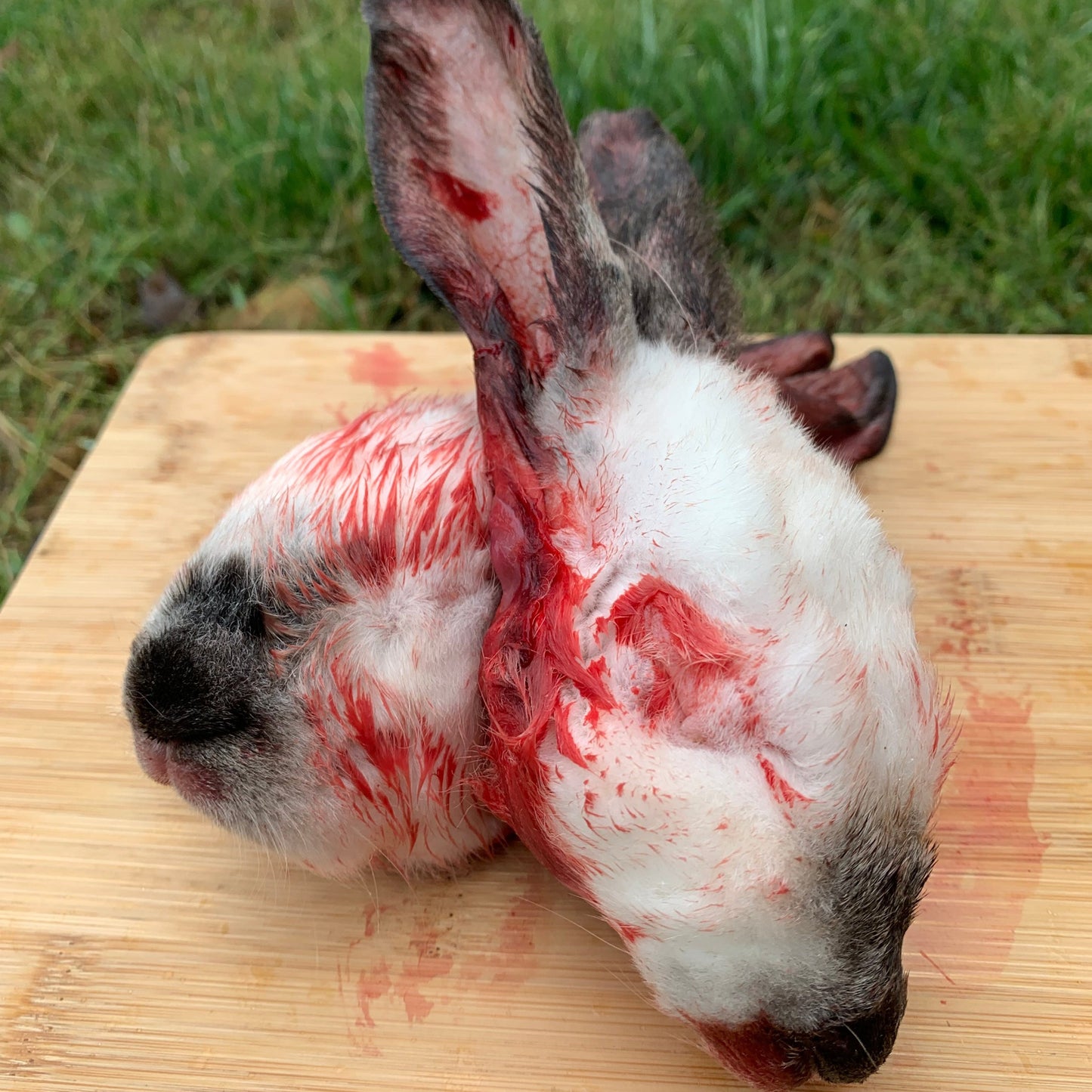 Rabbit Heads - 2 pack