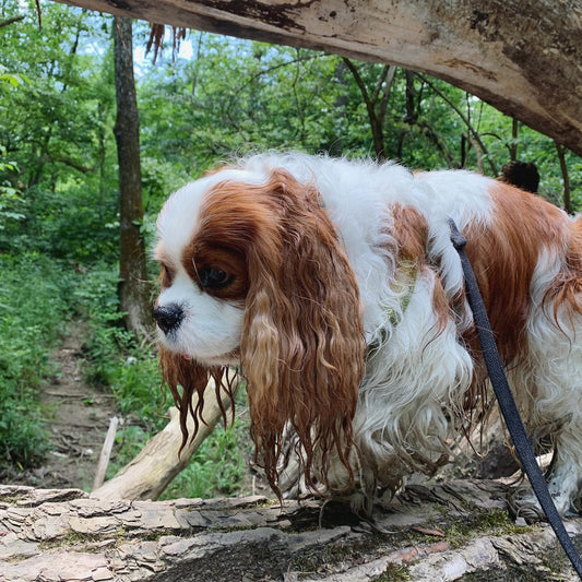 Behavior Starts in the Bowl: How Nutrition May Affect Your Dog’s Behavior