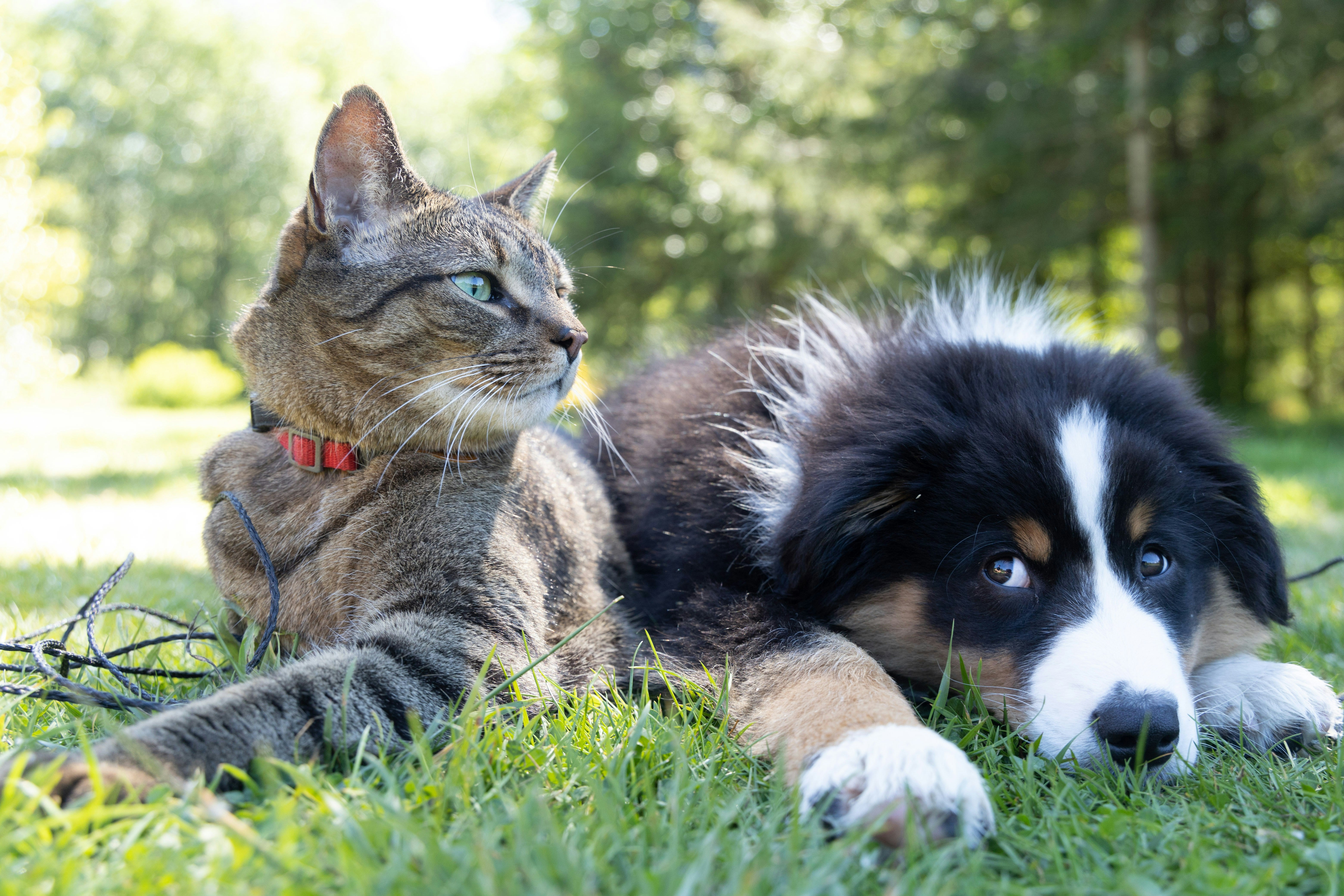 Collections – My Pet Carnivore
