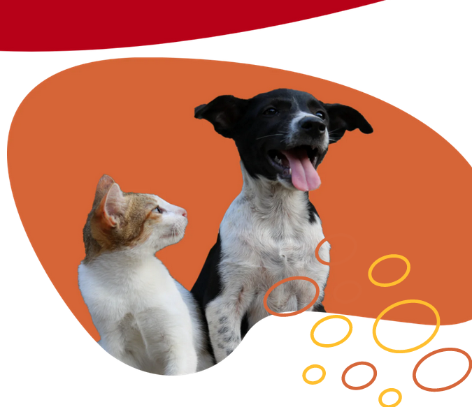 Spay & Neuter Awareness with Dr Matt Parker – My Pet Carnivore