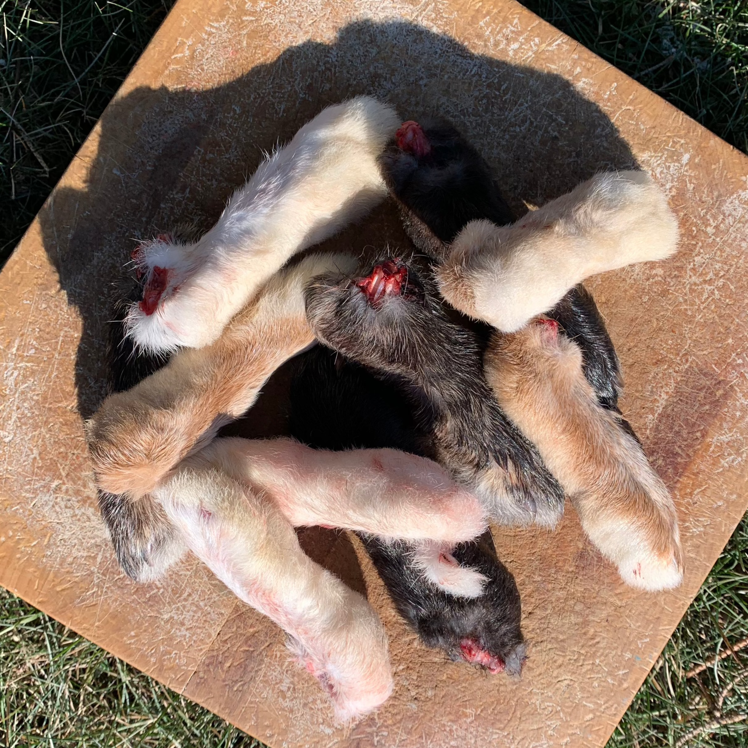 Dog Rabbit Feet Rabbit Back Feet for Dogs & Cats – Raw Edible Bone – My Pet Carnivore