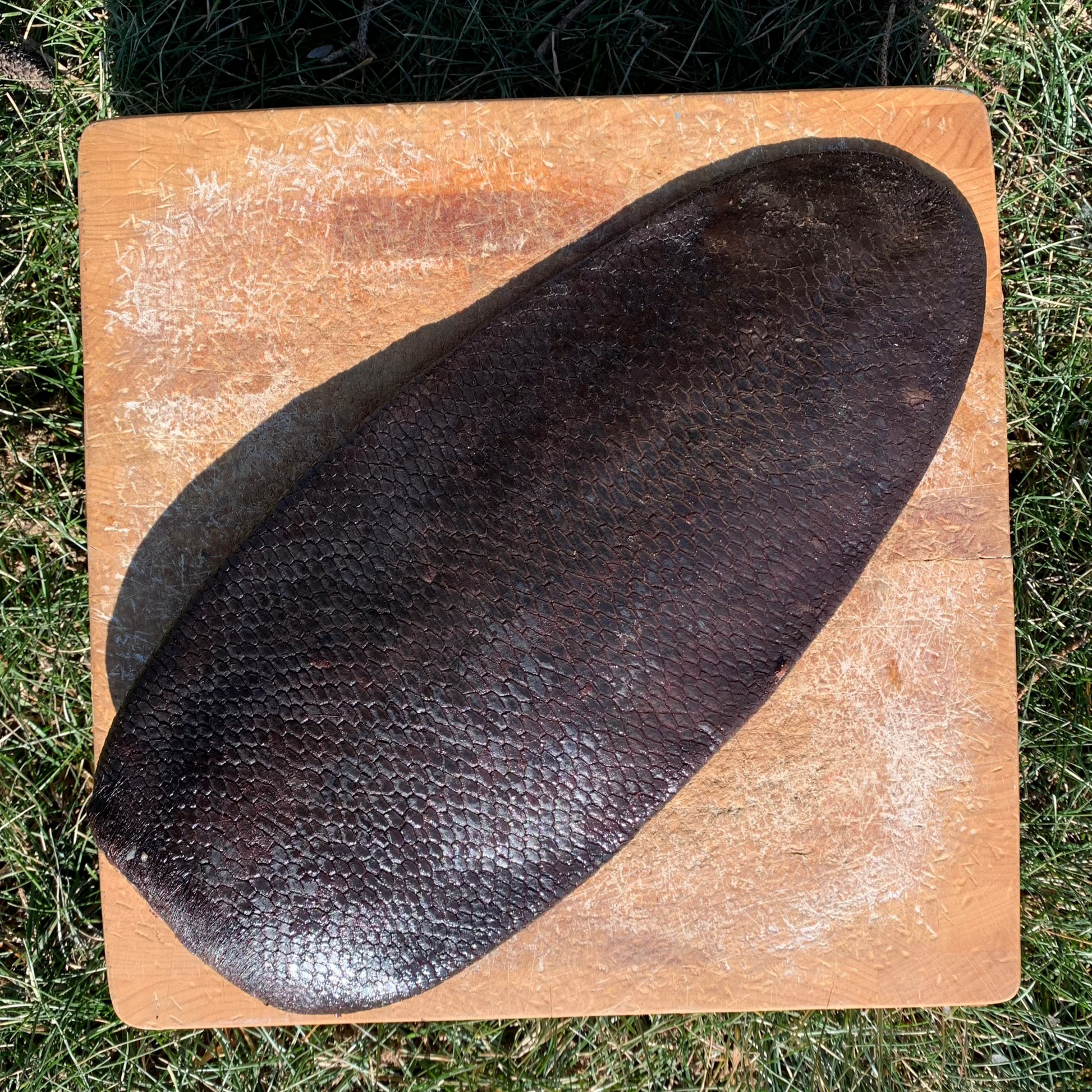 Beaver Tail for Dogs Raw Edible Bone My Pet Carnivore