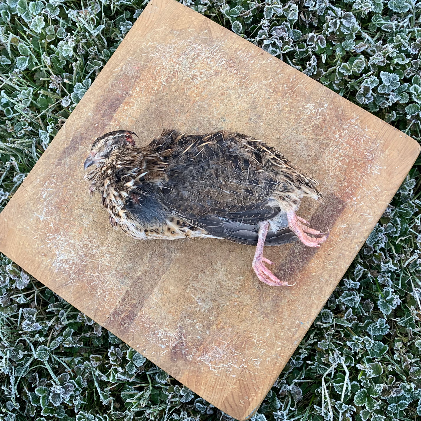 Whole Prey Quail - 1 Large