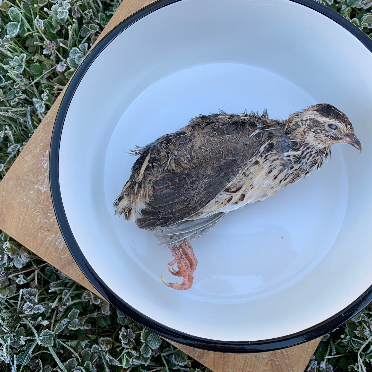 Whole Prey Quail - 1 Large