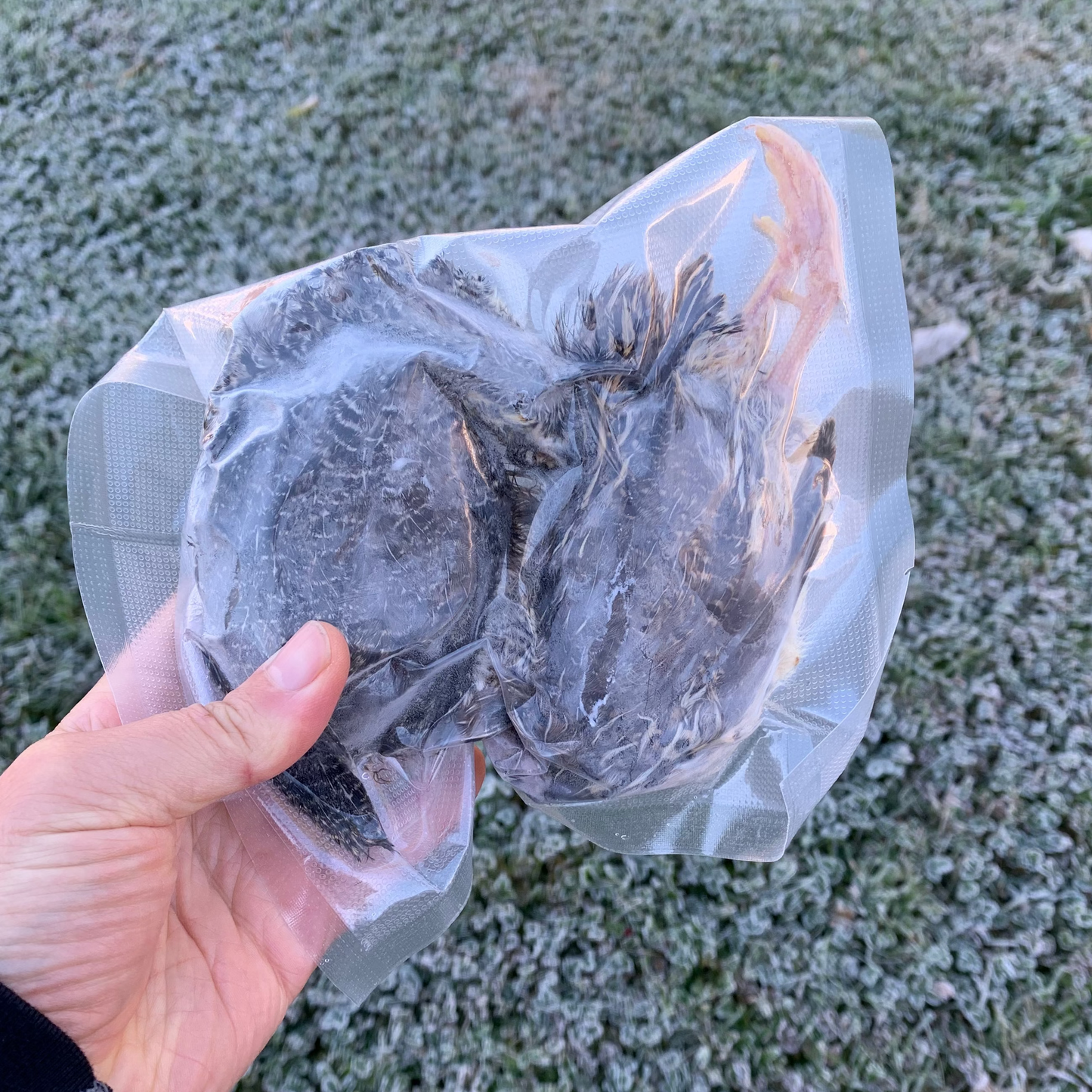 Whole Prey Quail - 2 Small