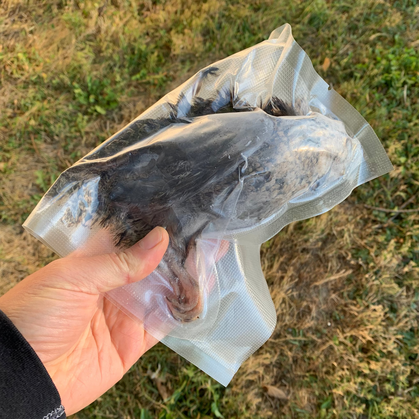 Whole Prey Quail - 1 Large