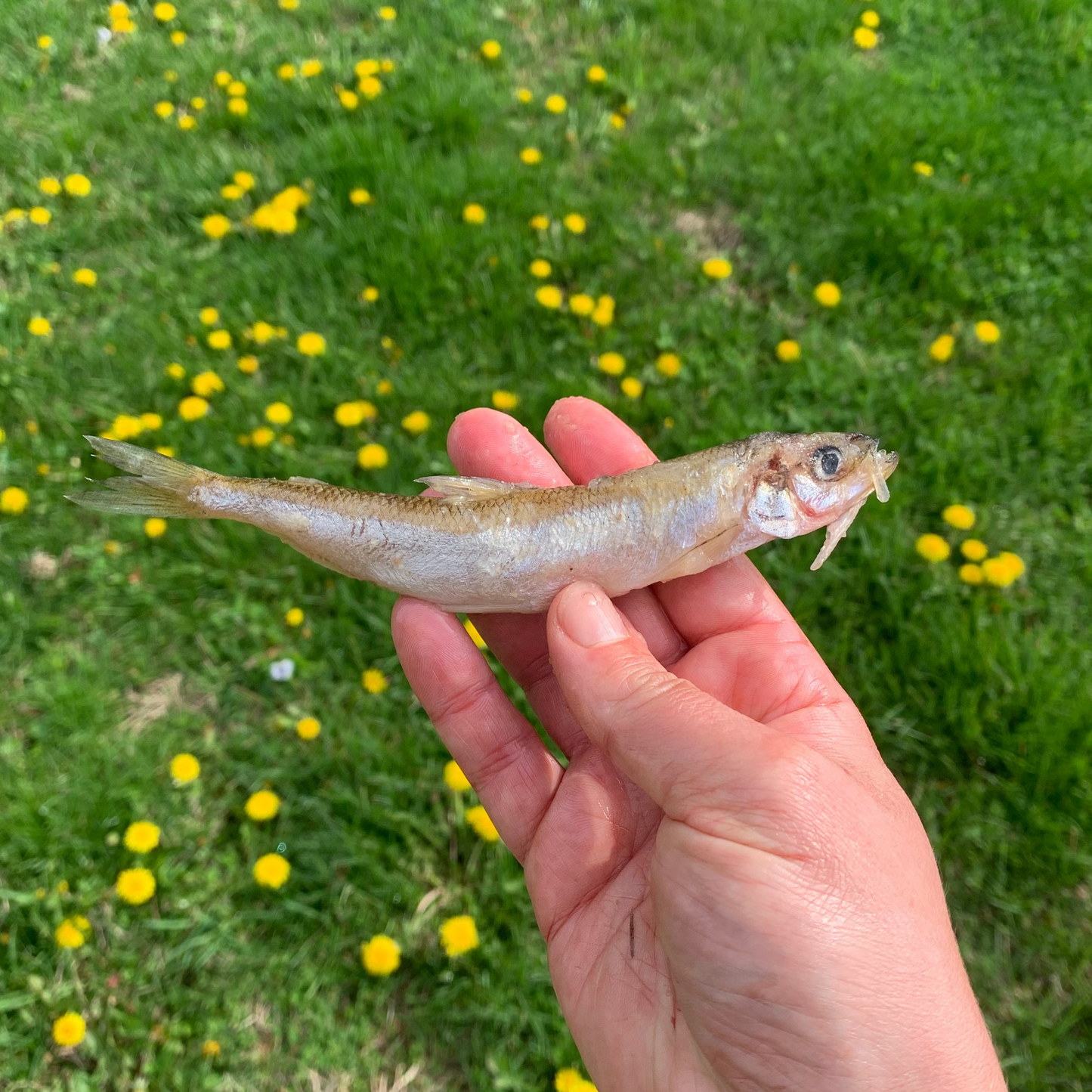 Whole Smelt Fish-3 LB.