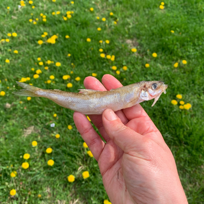 Whole Smelt Fish-3 LB.