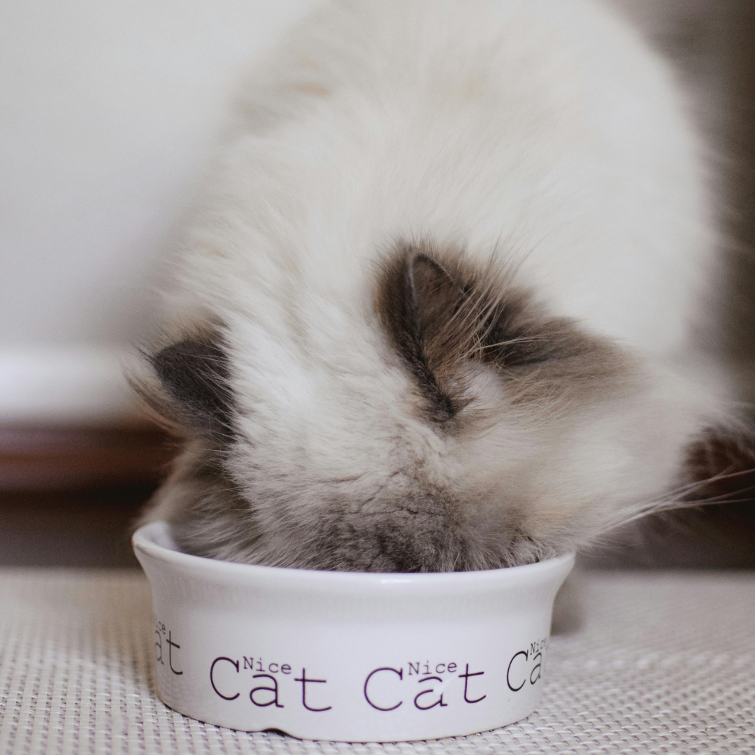 Starter Sampler - Kitties & Puppies + Free Shipping