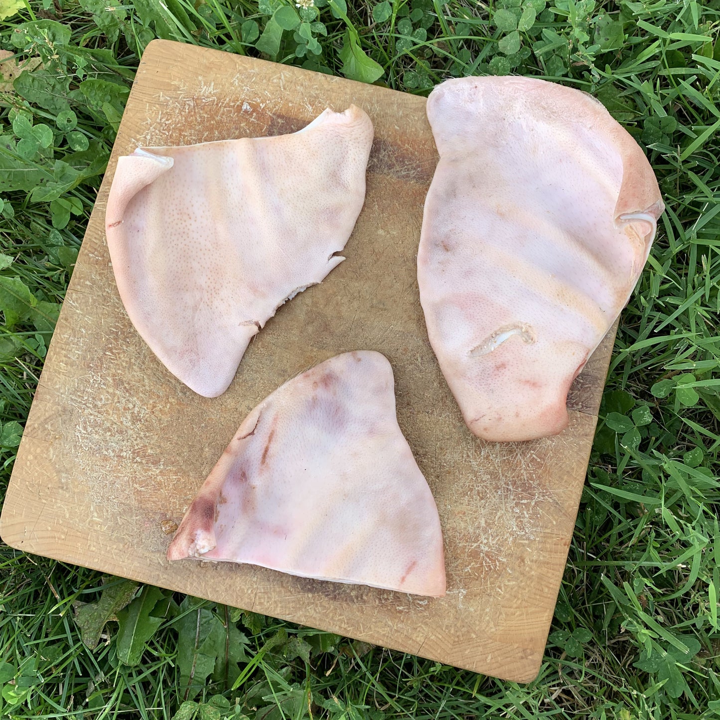 Raw Pig Ears-10 Pack