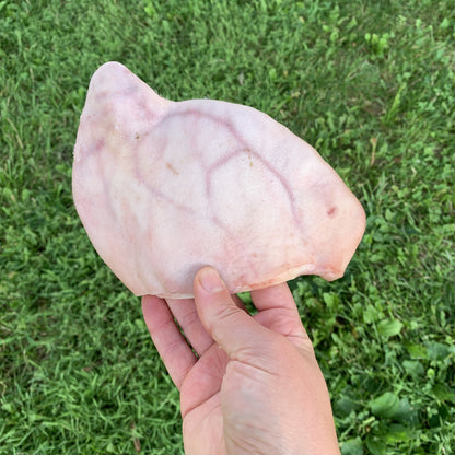 Raw Pig Ears-10 Pack