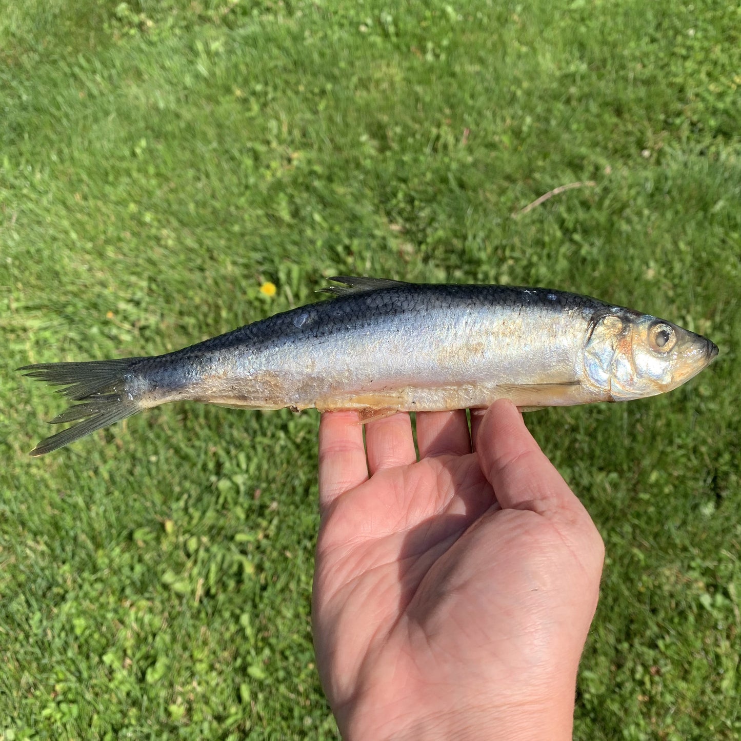 Whole Sardines Fish-3 LB.