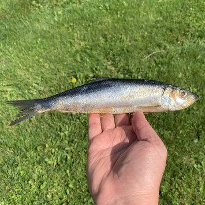 Whole Sardines Fish-3 LB.