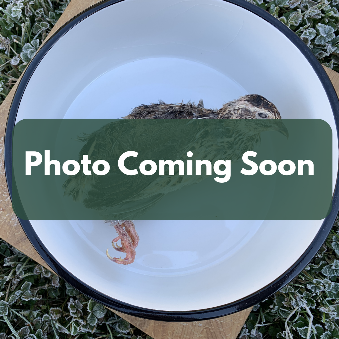 Fine Ground Whole Prey Quail-1 LB.