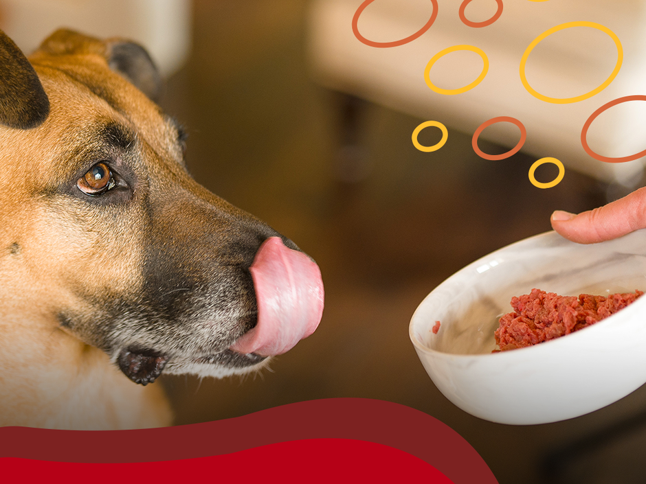 Samplers & Starter Bundles – My Pet Carnivore