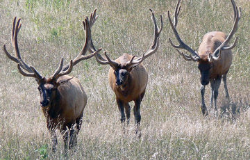 Elk Antler BEAST Chew