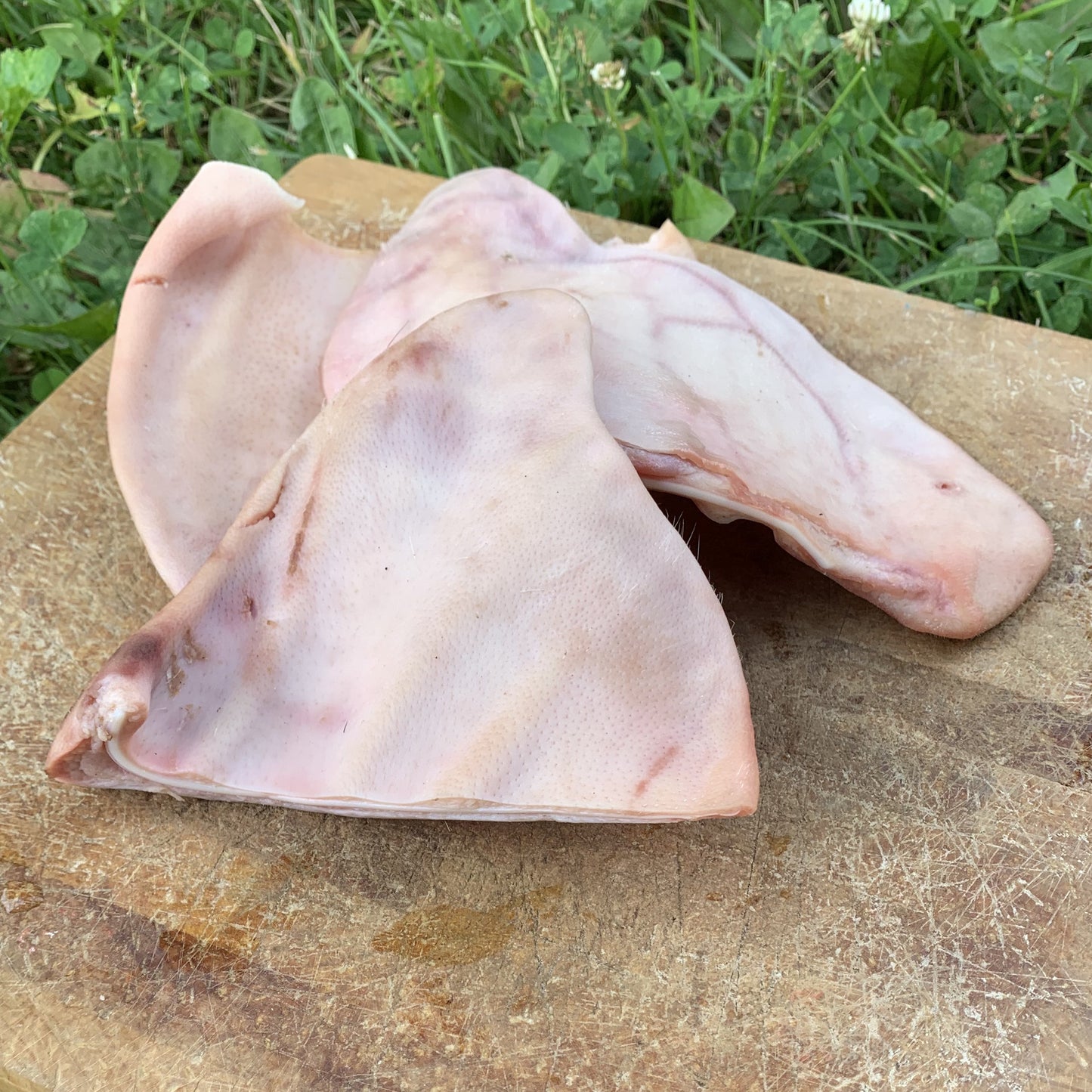 Raw Pig Ears-10 Pack