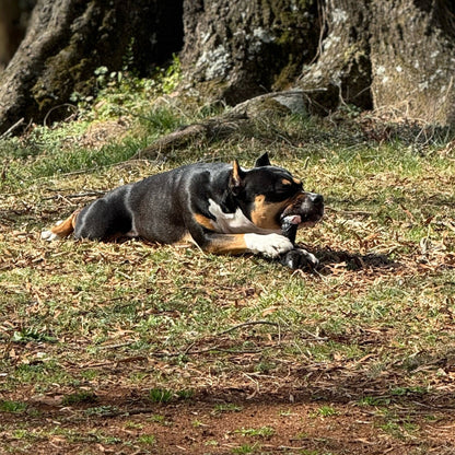 Lamb Trotters with Hide & Hoof - 2 pack