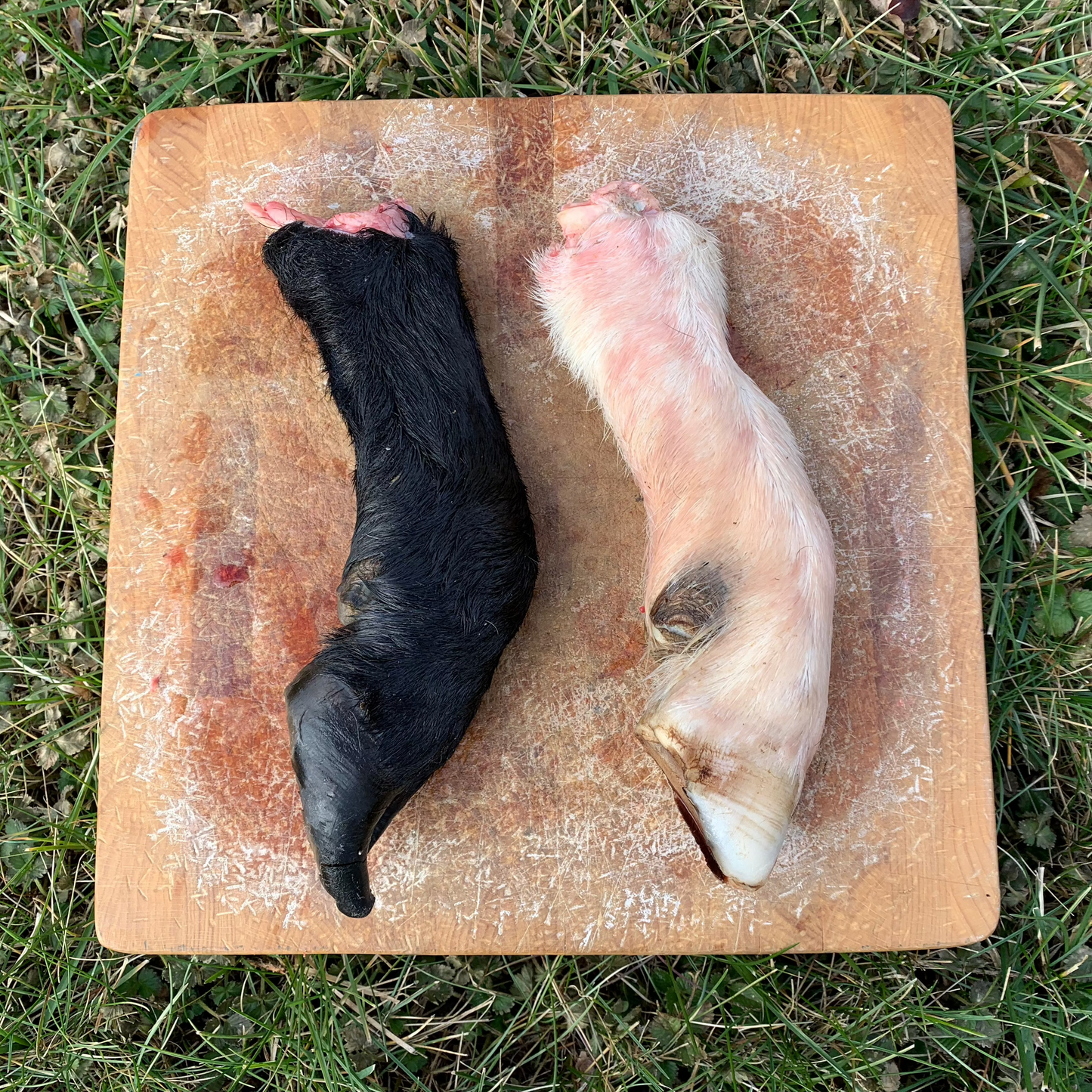 Lamb Trotters with Hide & Hoof - 2 pack